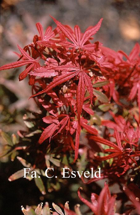 Acer palmatum 'Carlis Corner Broom'