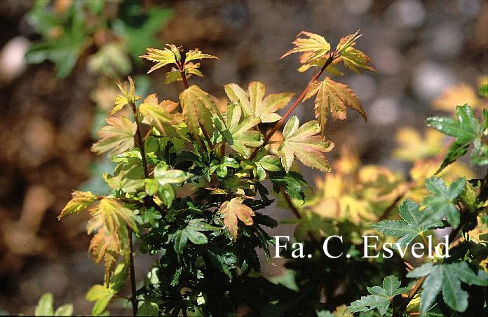 Acer palmatum 'Tiny Tim'