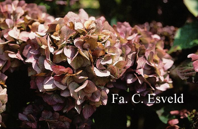 Hydrangea macrophylla 'Bela'