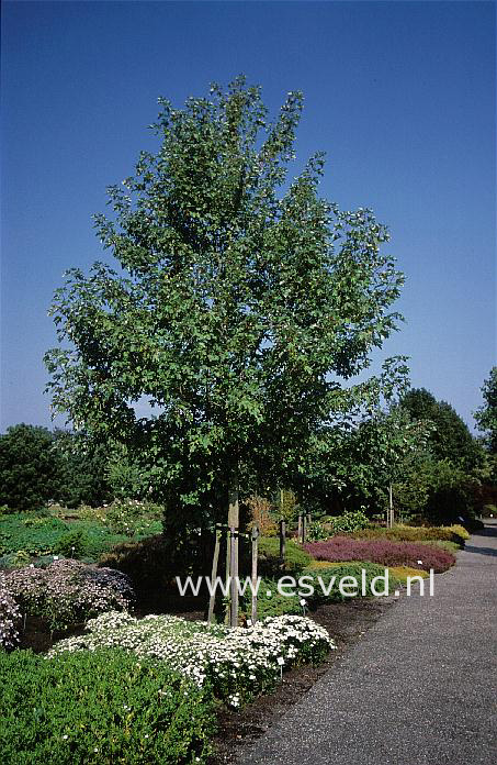 Acer freemanii 'Celzam' (CELEBRATION)