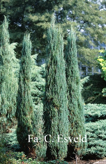 Juniperus scopulorum 'Blue Arrow'