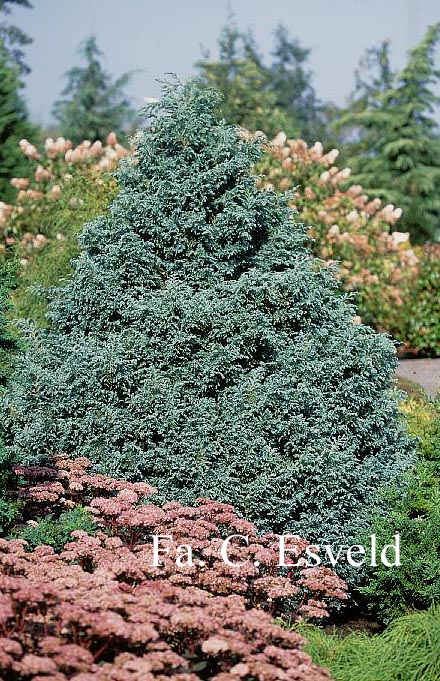 Chamaecyparis pisifera 'Boulevard'