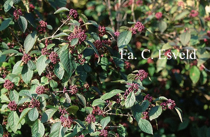 Callicarpa bodinieri 'Profusion'