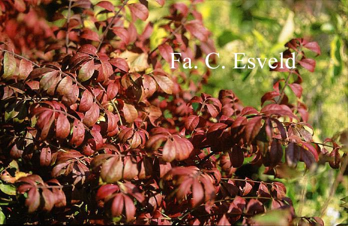 Euonymus alatus 'Select'