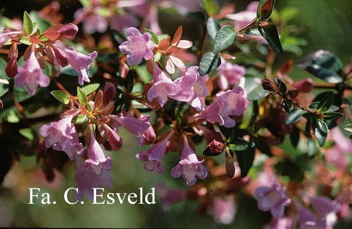 Abelia parviflora