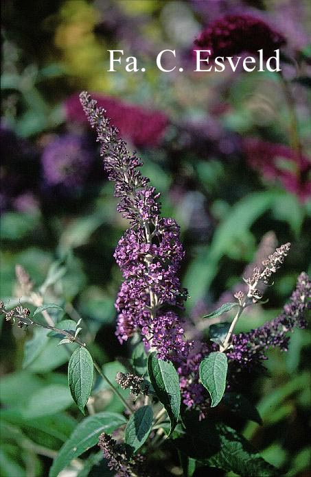 Buddleja 'Lochinch'