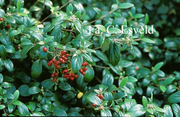 Viburnum burkwoodii 'Conoy'