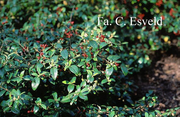 Viburnum burkwoodii 'Conoy'