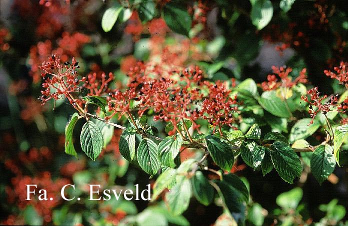 Viburnum plicatum 'Summer Snowflake'