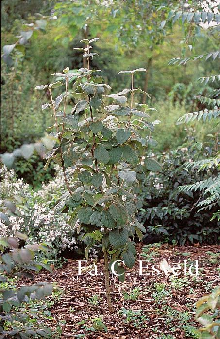 Viburnum corylifolium