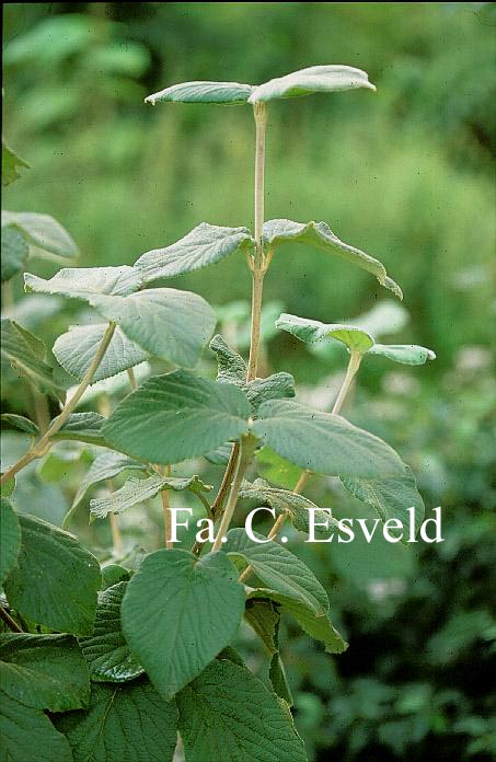 Viburnum corylifolium