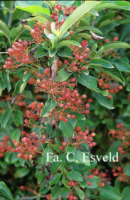 Viburnum sieboldii