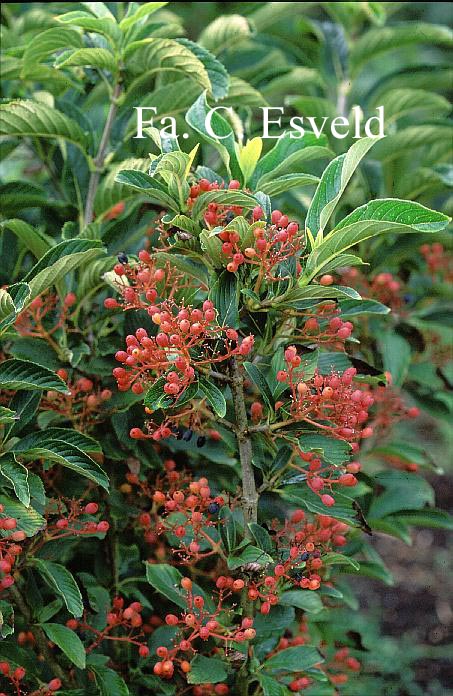 Viburnum sieboldii