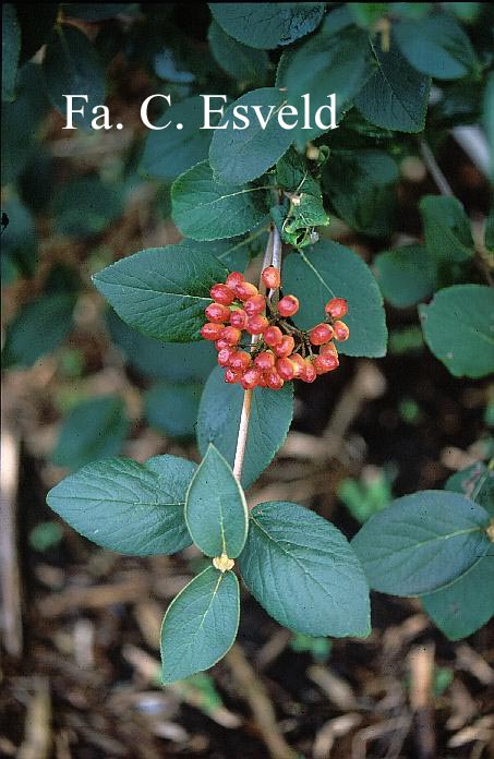 Viburnum 'Emerald Triumph'