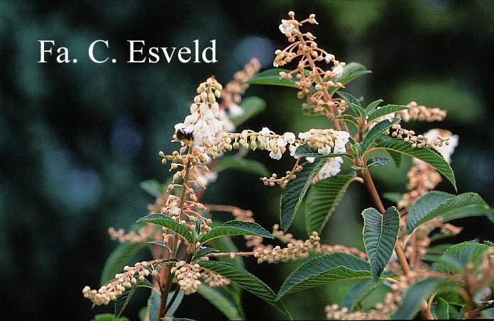 Clethra delavayi