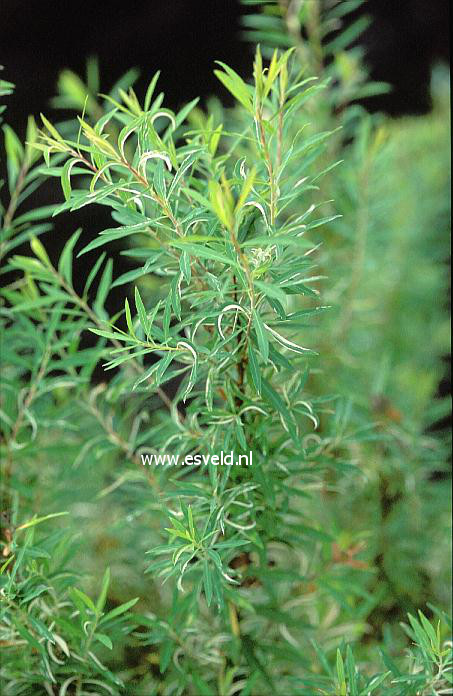 Spiraea thunbergii 'Mount Fuji'