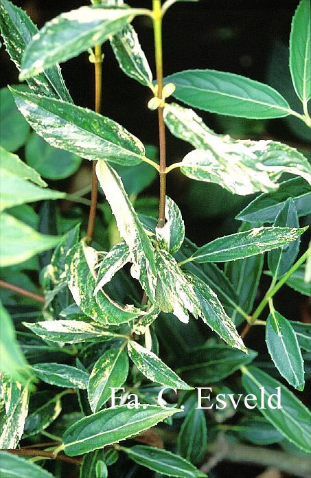 Viburnum erubescens