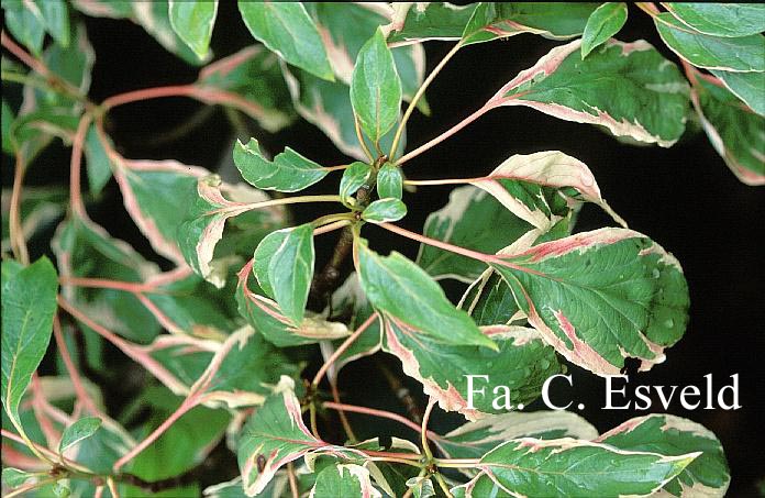 Cornus controversa 'Marginata Nord'