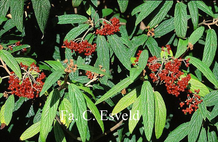 Viburnum rhytidophyllum 'Green Trump'