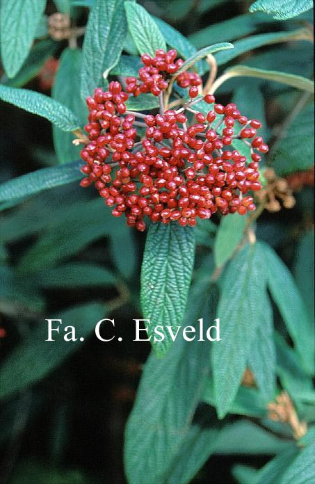 Viburnum rhytidophyllum 'Green Trump'