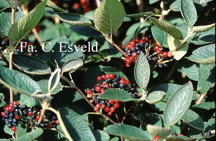 Viburnum lantana 'Mohican'