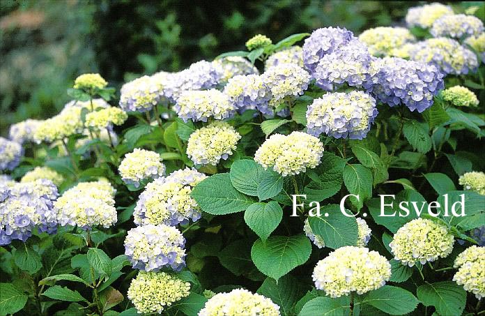 Hydrangea macrophylla 'Mme. Faustin Travouillon'