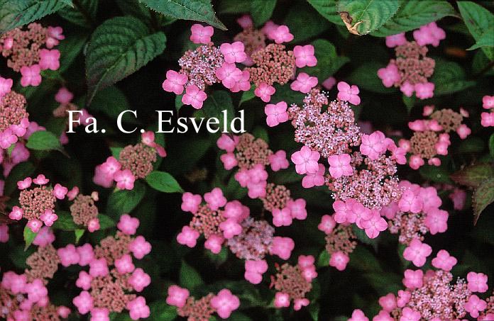 Hydrangea serrata 'Autumn Fire'