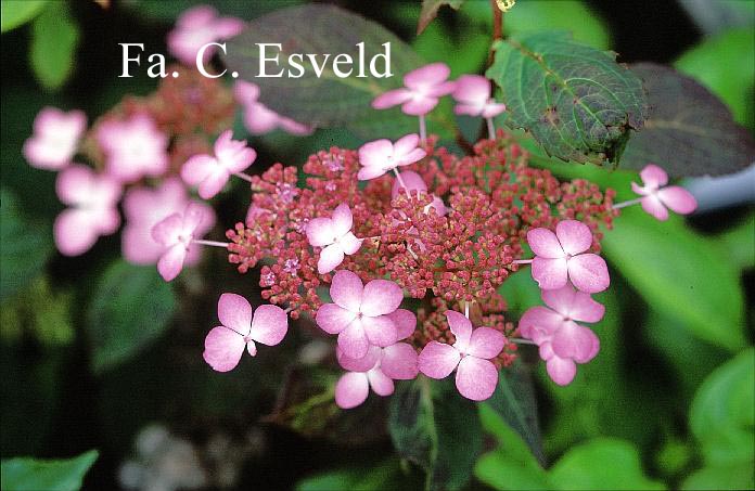 Hydrangea serrata 'Aka tsanayama'