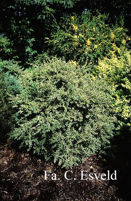 Buxus sempervirens 'Variegata'