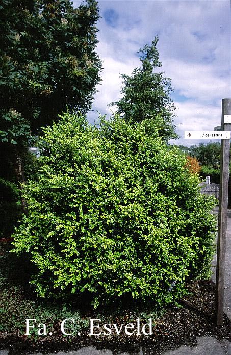 Buxus microphylla 'Sunny Side'