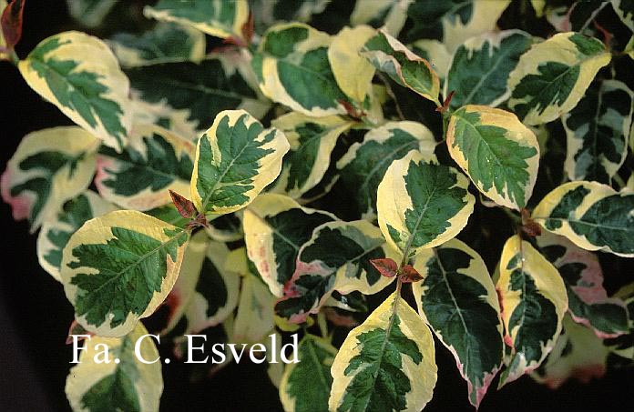 Cornus florida 'Pink Flame'