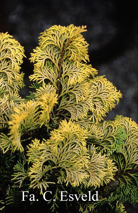 Chamaecyparis obtusa 'Confucius'