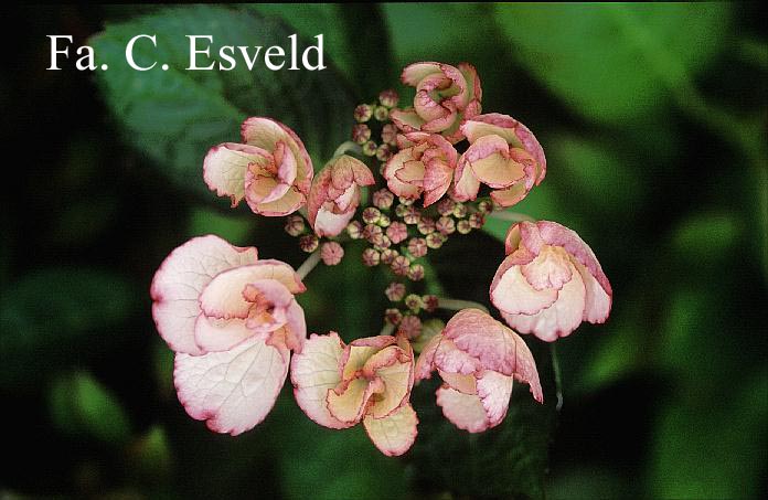 Hydrangea macrophylla 'Sheila'