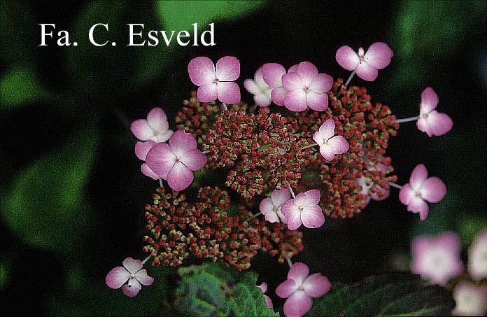 Hydrangea serrata 'Aka tsanayama'