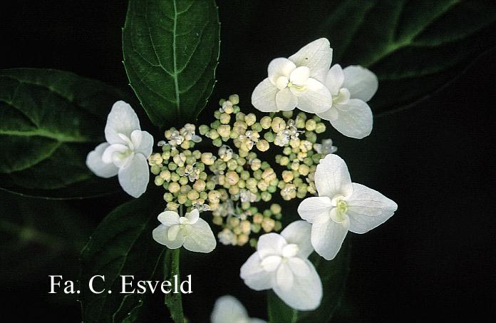 Hydrangea serrata 'Fuji no shirayuki'