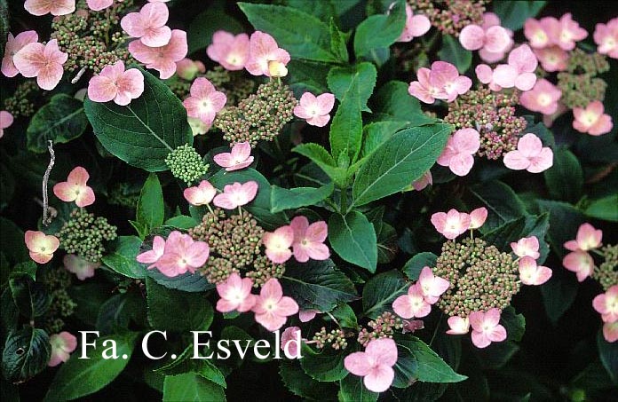 Hydrangea serrata 'Lace Delight'