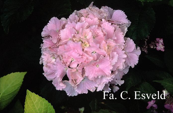 Hydrangea macrophylla 'Albrechtsburg'