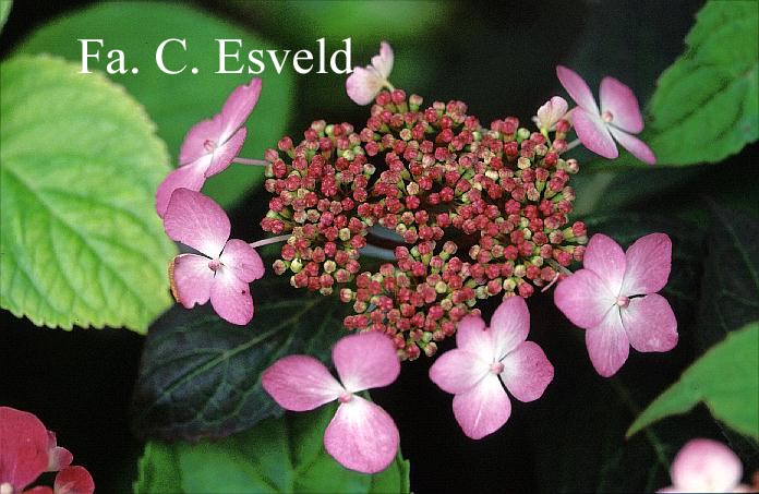 Hydrangea serrata 'Aka tsanayama'