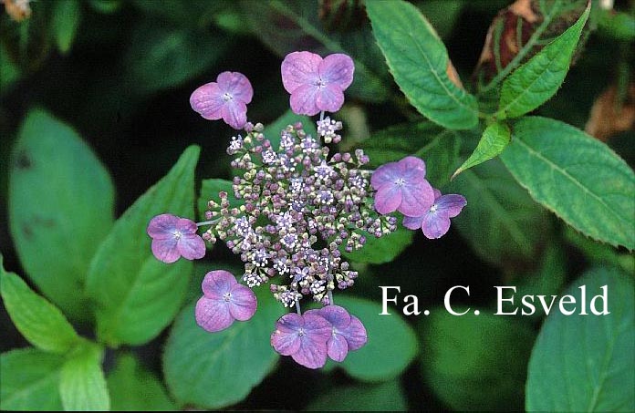 Hydrangea serrata 'O-niji'