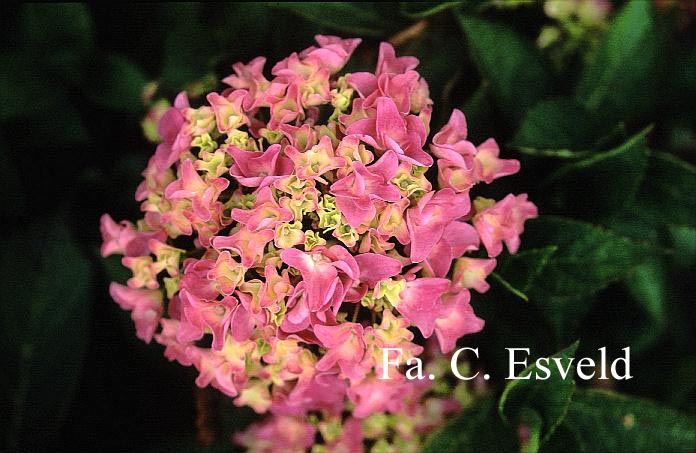 Hydrangea macrophylla 'Prima'