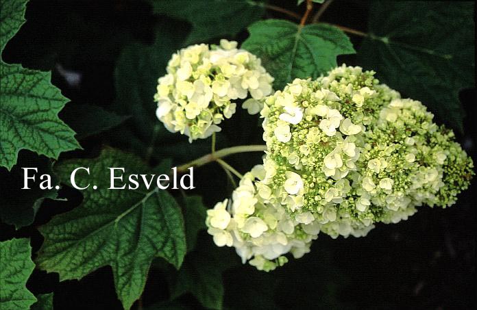 Hydrangea quercifolia 'Back Porch'