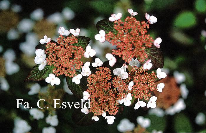 Hydrangea macrophylla 'Dancing Lady'