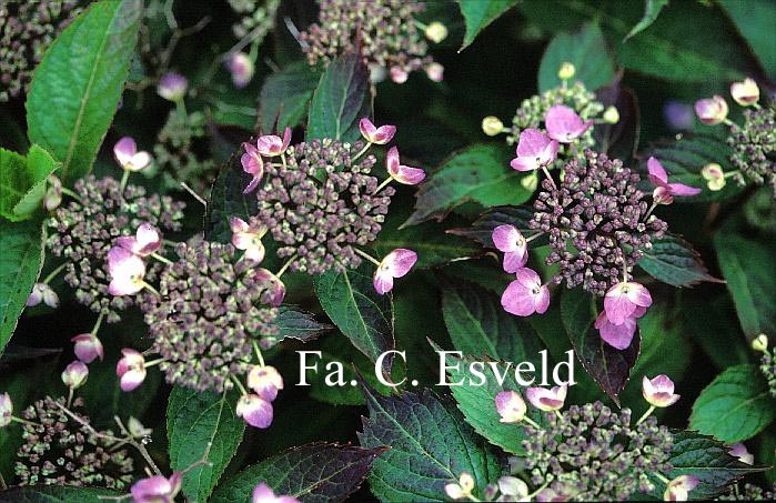 Hydrangea serrata 'Forget Me Not'