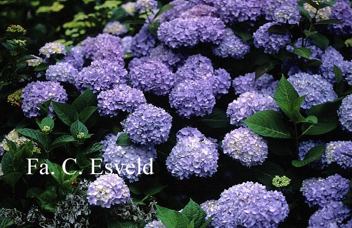 Hydrangea macrophylla 'Bouquet Rose'