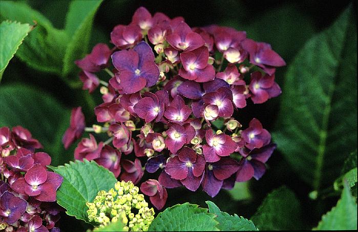 Hydrangea macrophylla 'Holehird Purple'