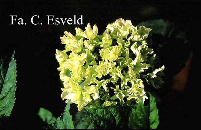 Hydrangea macrophylla 'Albrechtsburg'