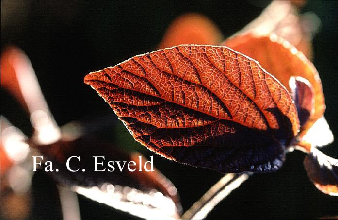 Viburnum corylifolium