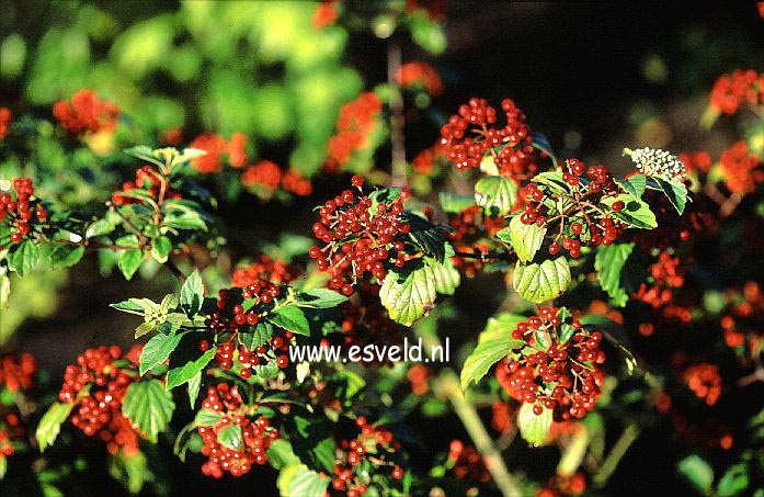 Viburnum mullaha