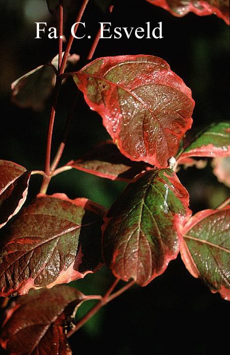 Cornus florida 'Daybreak'