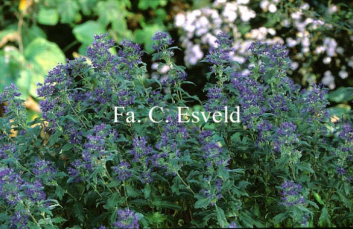 Caryopteris clandonensis 'Inoveris' (GRAND BLEU)